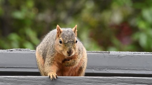 HD video brown squirrel sitting on patio roof looking at viewer chewing, looks like talking. One paw on chest. Loop-able cinema graph type video with copy space.
