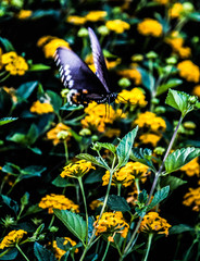 run fly away