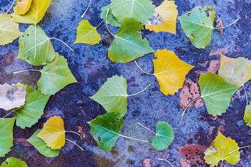 Leaves and Ice - Moab, Utah