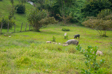 Wild boars with small cubs peacefully graze on a green meadow in the mountains next to human shelter.