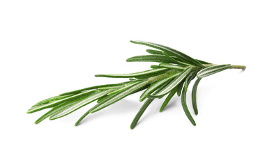 Fresh rosemary on white background