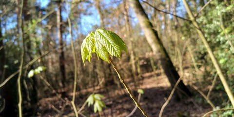 green grass in the forest