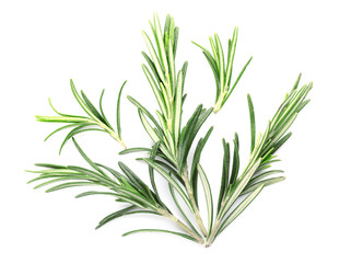 Fresh rosemary on white background