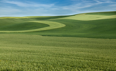 Fototapeta premium Green flowing fields of grain under blue skies