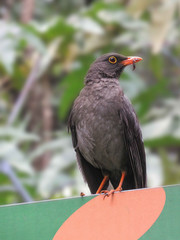 blackbird on a branch
