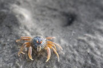 crab on the beach