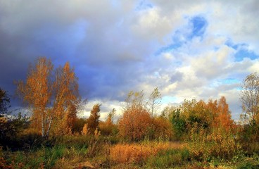 Fototapeta premium morning in the forest