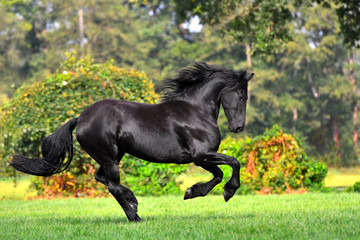 Black friesian horse with long mane runs in the blooming green garden in spring. Animal in motion.