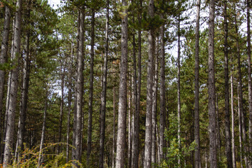 Fototapeta na wymiar Vertical tree trunks in wild forest