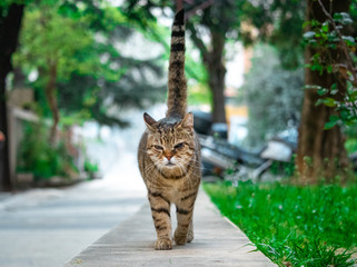 Obraz premium Brown cat with black stripes and one eye walking on a stone path towards the camera happily with it's tail up. Green scenery in the background