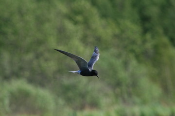 Black tern (Chlidonias niger) flying 