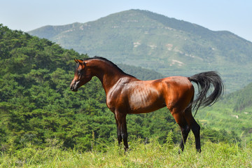 Bay purebred show type arabian stallion with long curved swan like neck in freedom in China's mountains.