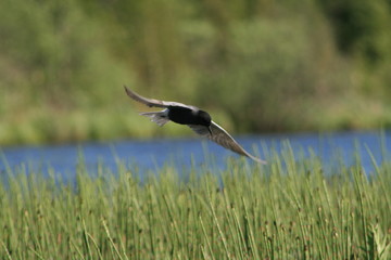 Black tern (Chlidonias niger) flying 