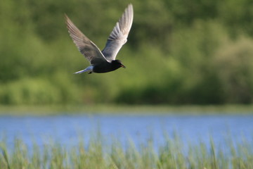 Black tern (Chlidonias niger) flying 
