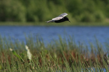 Black tern (Chlidonias niger) flying 
