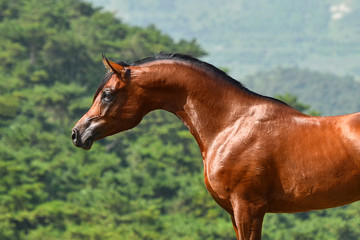 Bay purebred show type arabian stallion portrait with long curved swan like neck in freedom.