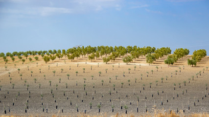 Crop of irrigated fruit trees in open fields 