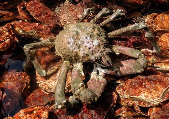 Macro living Crabs with legs and claws and other crustaceans in clear water
