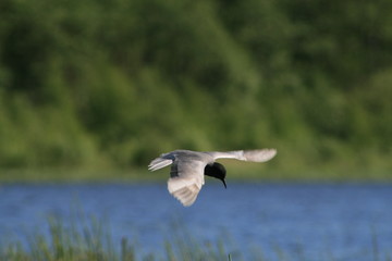 Black tern (Chlidonias niger) flying 