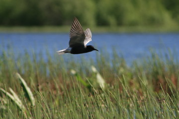 Black tern (Chlidonias niger) flying 