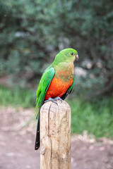  Australian King Parrot, Alisterus scapularis, perched on a fence post, Kennett River, Victoria, Australia