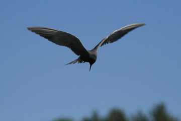 Black tern (Chlidonias niger) flying 