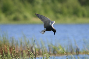 Black tern (Chlidonias niger) flying 