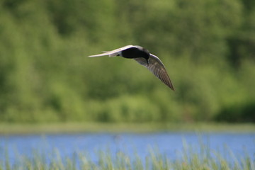 Black tern (Chlidonias niger) flying 