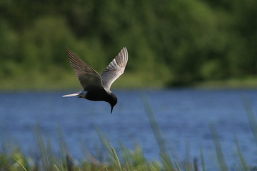 Black tern (Chlidonias niger) flying 