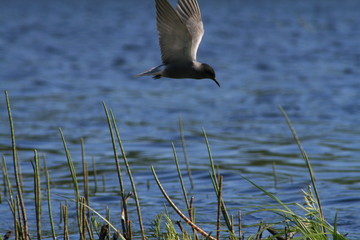 Black tern (Chlidonias niger) flying 