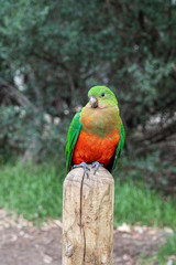 Female  Australian King Parrot, Alisterus scapularis, perched on a fence post, Kennett River, Victoria, Australia