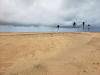 Fototapeta na wymiar areia, deserto, natureza, árido, sem vida, pés, marca, palmeira, coqueiro