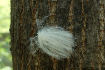Bird's soft feather attached to tree trunk bark