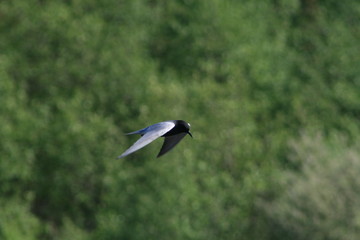 Black tern (Chlidonias niger) flying 