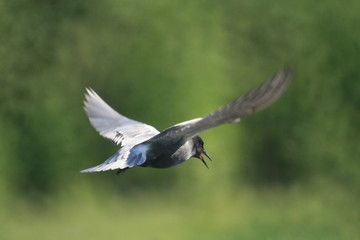 Black tern (Chlidonias niger) flying 
