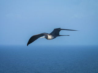 pelican in flight