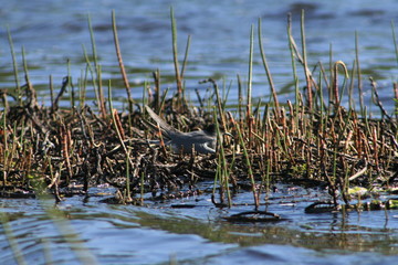 Black tern (Chlidonias niger) flying 