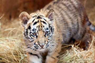 Tiger cub in animal game park close-up