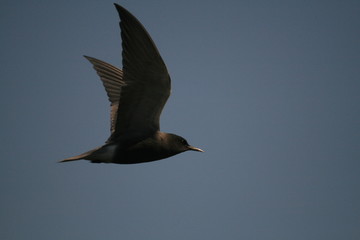 Black tern (Chlidonias niger) flying 