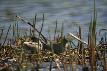 Black tern (Chlidonias niger) flying 