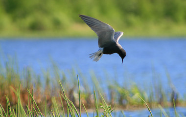 Black tern (Chlidonias niger) flying 