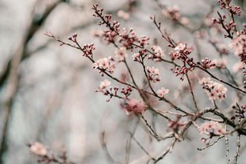 Obraz premium Blooming cherry sakura trees pink and white. Cherry blossoms. Denver city views during Spring time. Spring season. Beautiful bloom trees in park. Historical views. Pink and white petals on cherry tree