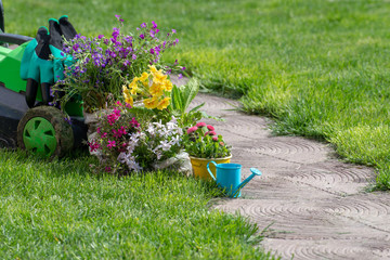 gardening tools concept. Gardening equipment, lawnmower, saw, green watering can, garden plants in pots in the garden