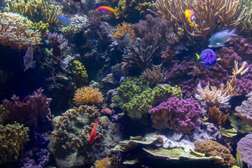 Fototapeta na wymiar The Shedd Aquarium is a popular Tourist Attraction in Downtown Chicago