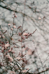 Blooming cherry sakura trees pink and white. Cherry blossoms. Denver city views during Spring time. Spring season. Beautiful bloom trees in park. Historical views. Pink and white petals on cherry tree