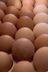 lots of eggs, chicken egg tray, Easter eggs