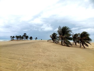 coqueiros, palmeiras, deserto, oásis, paraíso, salvação, água, natureza, vida
