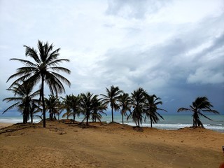coqueiros, palmeiras, deserto, oásis, paraíso, salvação, água, natureza, vida