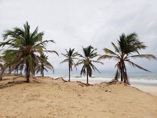 Obraz premium coqueiros, palmeiras, deserto, oásis, paraíso, salvação, água, natureza, vida