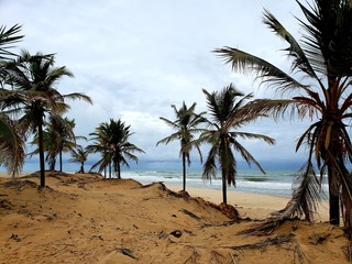 Fototapeta na wymiar coqueiros, palmeiras, deserto, oásis, paraíso, salvação, água, natureza, vida